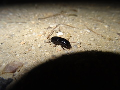 Dixus sphaerocephalus