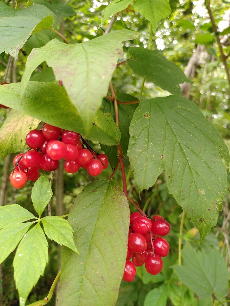 Viburnum opulus