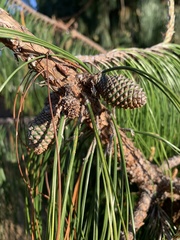 Pinus