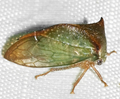 Stictocephala tauriniformis
