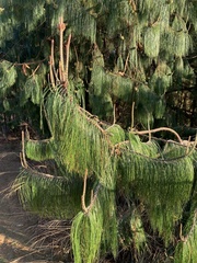 Pinus