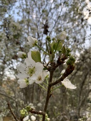 Rosaceae