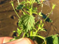 Jamesbrittenia primuliflora