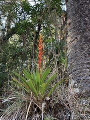 Vriesea sceptrum