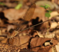 Phaon iridipennis