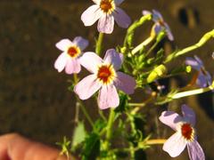 Jamesbrittenia primuliflora