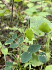 Lathyrus ochroleucus