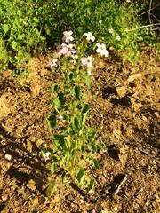 Jamesbrittenia primuliflora