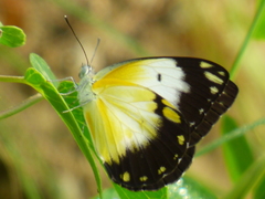 Belenois creona creona