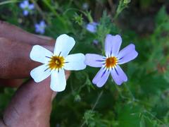Jamesbrittenia primuliflora