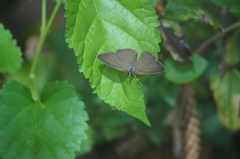 Cissia phronius