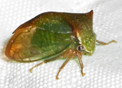 Stictocephala tauriniformis