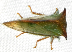 Stictocephala tauriniformis