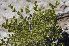 Maytenus vitis-idaea