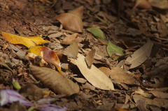 Cissia phronius