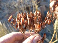 Kalanchoe brachyloba