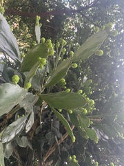 Brasiliopuntia brasiliensis