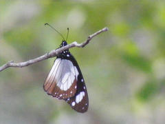 Amauris ochlea ochlea