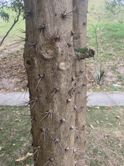 Brasiliopuntia brasiliensis