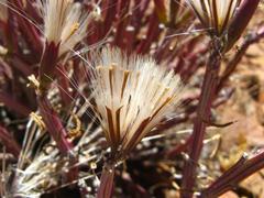 Kleinia longiflora