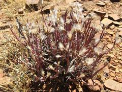 Kleinia longiflora