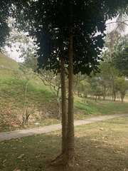 Brasiliopuntia brasiliensis