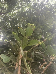 Brasiliopuntia brasiliensis