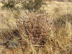 Kleinia longiflora