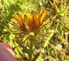 Berkheya cruciata cruciata