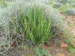 Kleinia longiflora