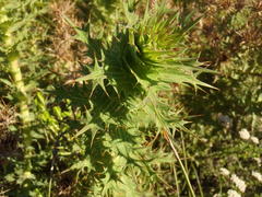 Berkheya cruciata cruciata