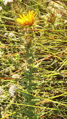 Berkheya cruciata cruciata