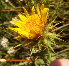 Berkheya cruciata cruciata