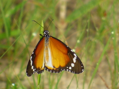 Danaus chrysippus alcippus