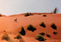 Raphicerus campestris steinhardti