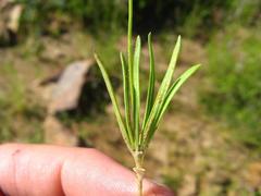 Kohautia caespitosa brachyloba