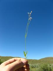Kohautia caespitosa brachyloba