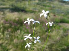 Kohautia caespitosa brachyloba