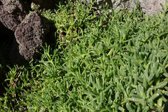 Disphyma australe australe