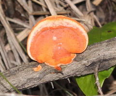 Pycnoporus sanguineus image