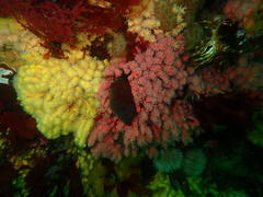 Melithaea rubra