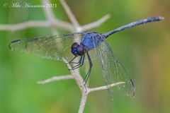 Dythemis nigrescens