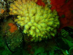 Melithaea rubra
