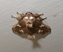 Parathyris cedonulli