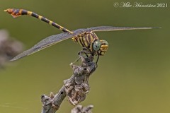 Phyllogomphoides stigmatus