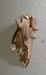 Parathyris cedonulli