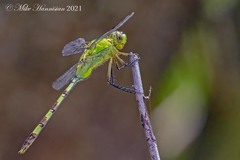 Erythemis vesiculosa