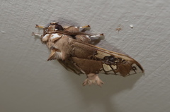 Parathyris cedonulli