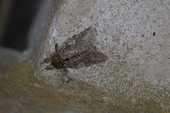 Peridea anceps