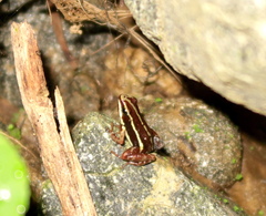 Epipedobates anthonyi